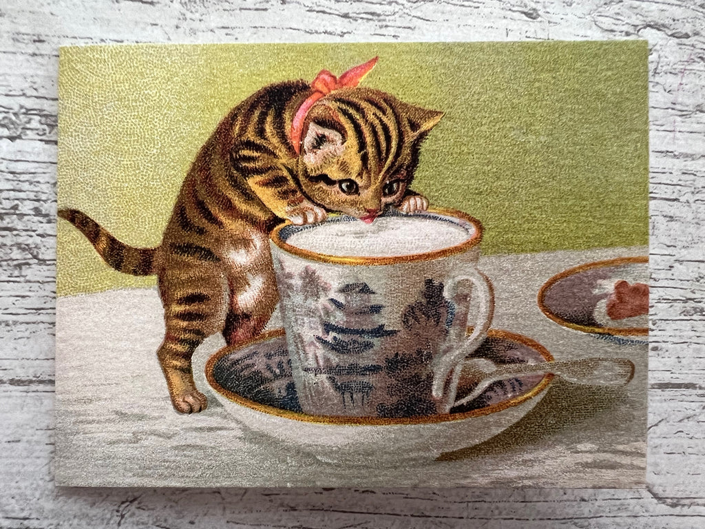 Kitty
