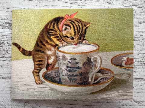 Kitty