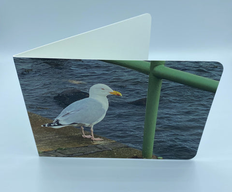 Pittenweem Seagull