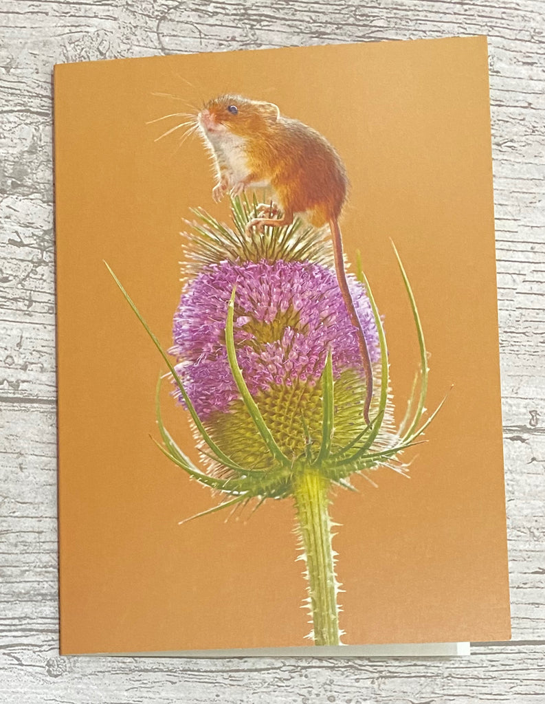 Mouse on Thistle