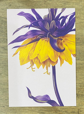 Yellow Flower - Postcard